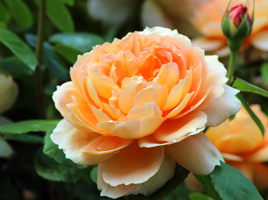 Peach Rose Photograph by Norman Cogswell - Fine Art America