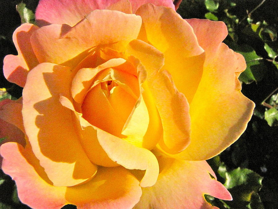 Peach Rose Photograph by Paula  Lewis
