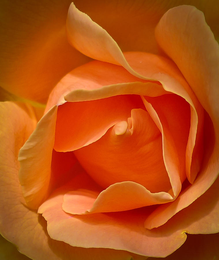 Peach Rose Photograph by Ronda Broatch