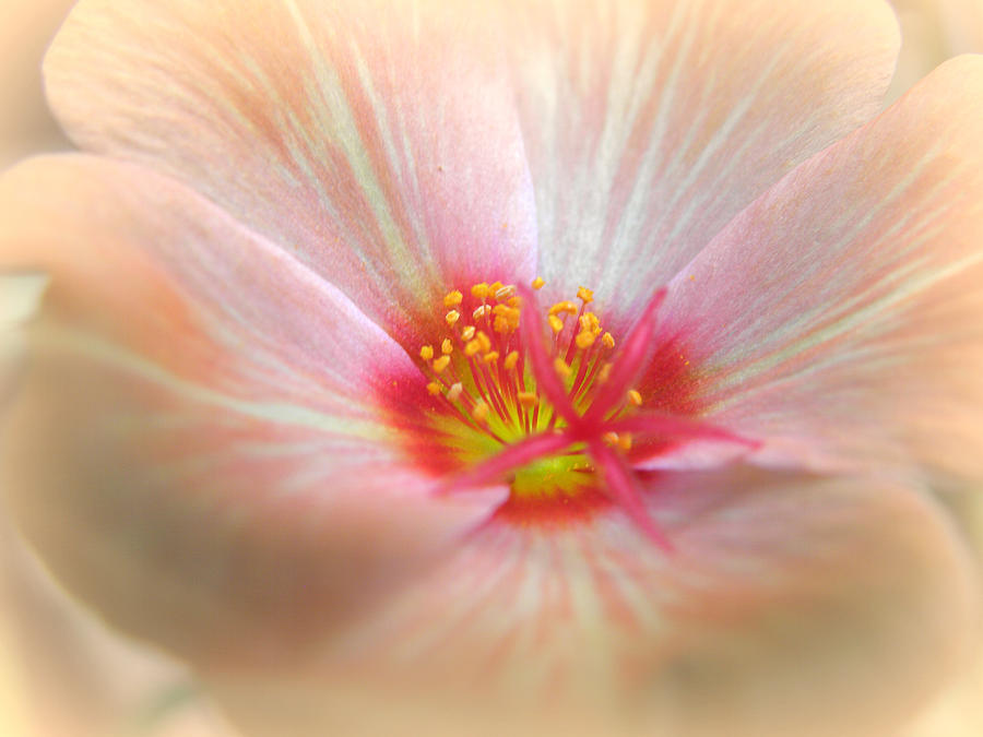 Peach Serene  Photograph by Kim Galluzzo