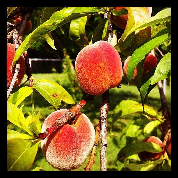 Peaches Photograph by Dana Coplin