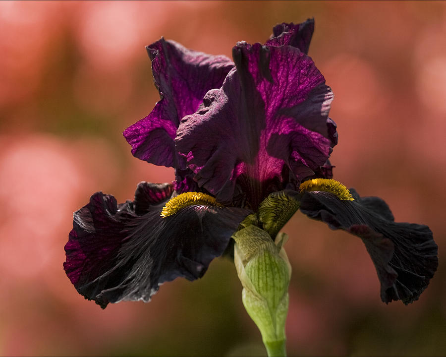 Peachy Bokeh and Purple Iris Photograph by Kathy Clark