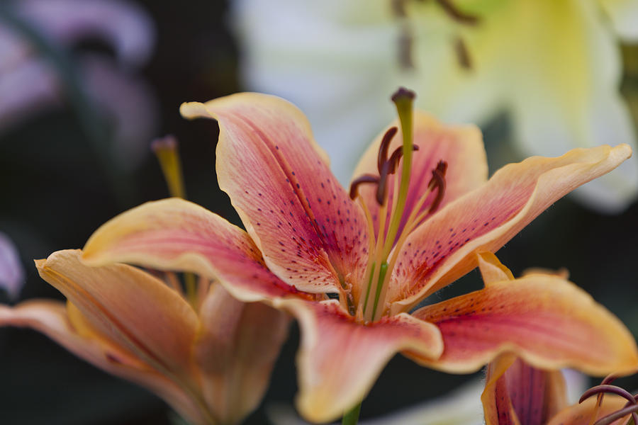 Peachy Lily Photograph by Maj Seda