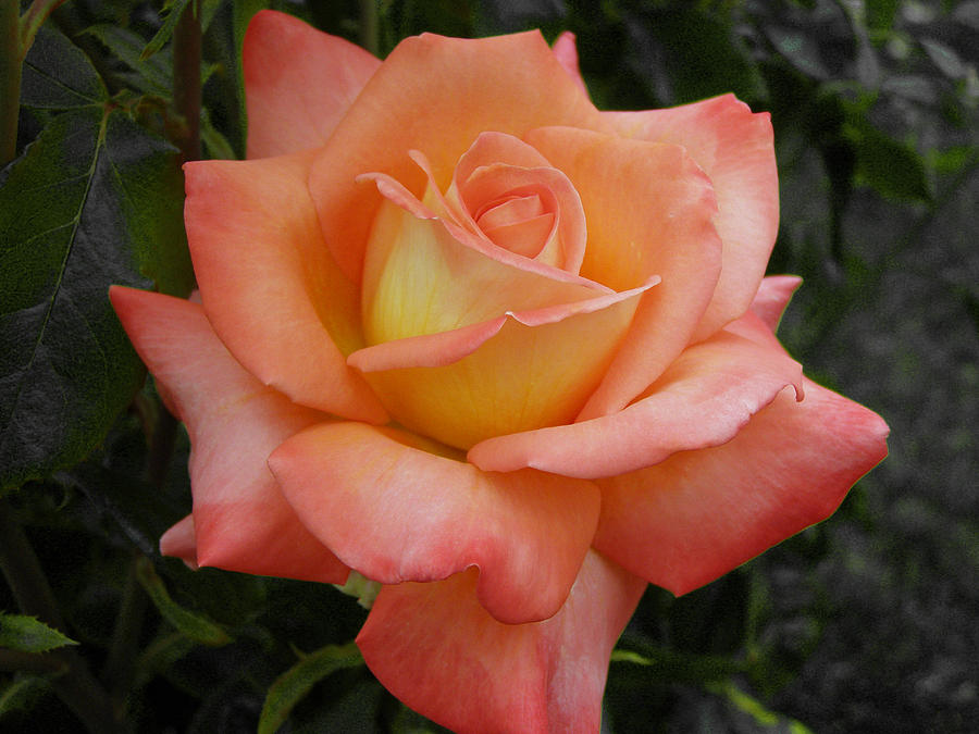 Rose Photograph - Peachy by Tikvahs Hope