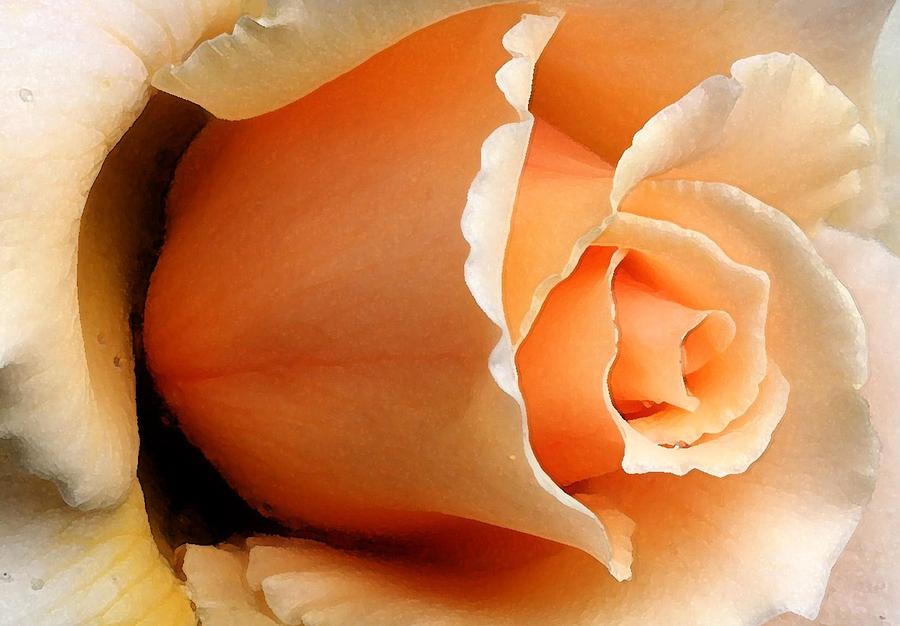 Peachy Rose Digital Art by Carrie OBrien Sibley