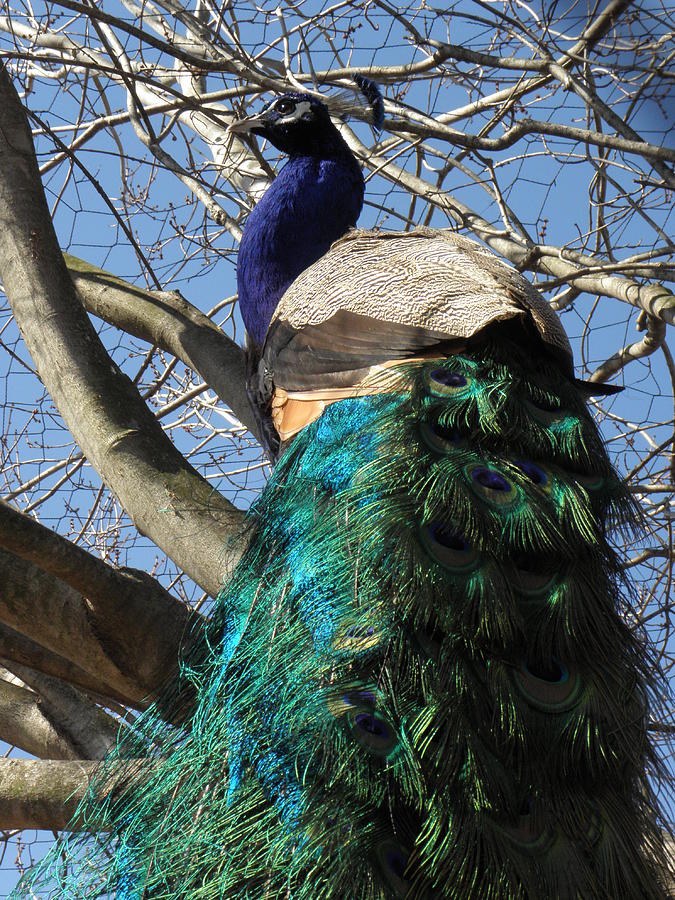 Peacock 1 Photograph by Kim Galluzzo