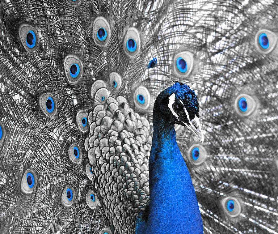 Peacock Photograph - Peacock 1 by Sumit Mehndiratta