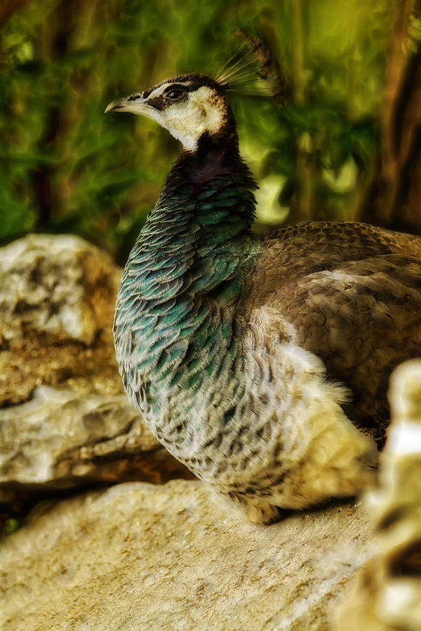 Peacock 2 Photograph by Linda Tiepelman