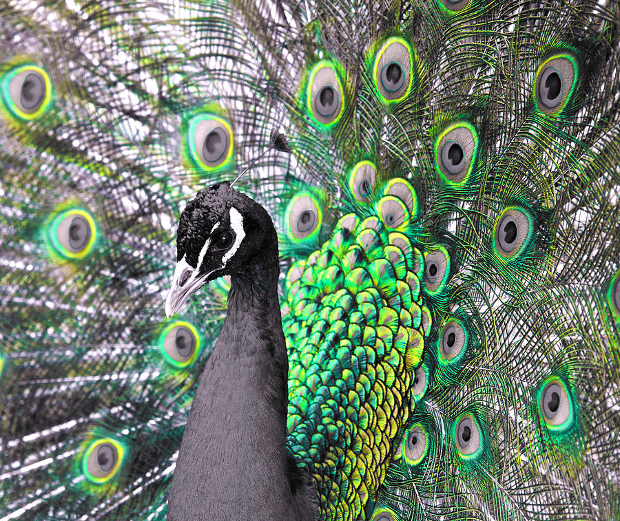 Peacock Photograph - Peacock 2 by Sumit Mehndiratta