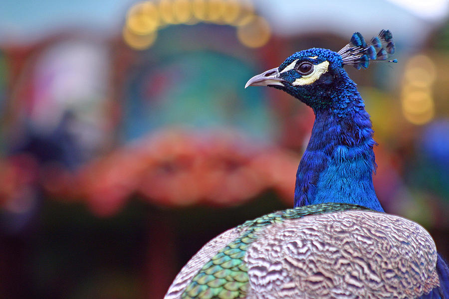 Peacock and Carousel Photograph by David Rucker