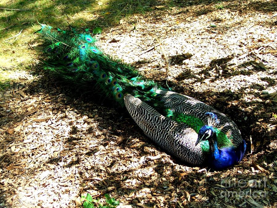 Peacock Photograph - Peacock by Ashley Vipond