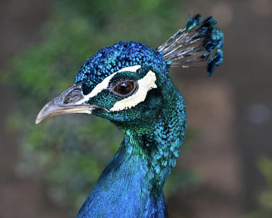 Peacock Photograph by Barbara Kyne - Fine Art America