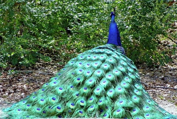 Peacock Photograph by Bill Hosford