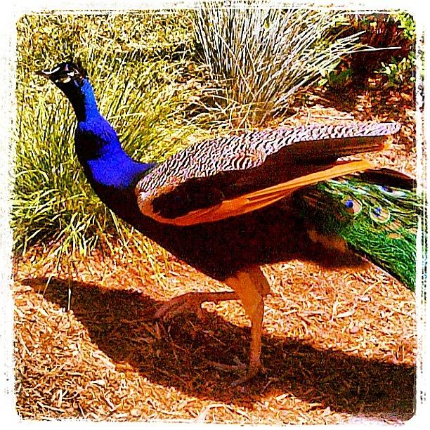 Peacock Photograph - #peacock #bird by Kristin Rogers