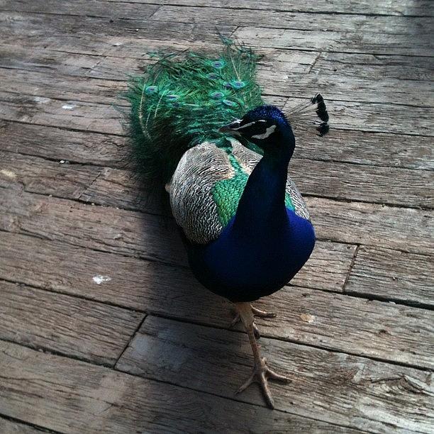 Nature Photograph - Peacock #bird #steve #nature #wooden by Brandon Mitchell