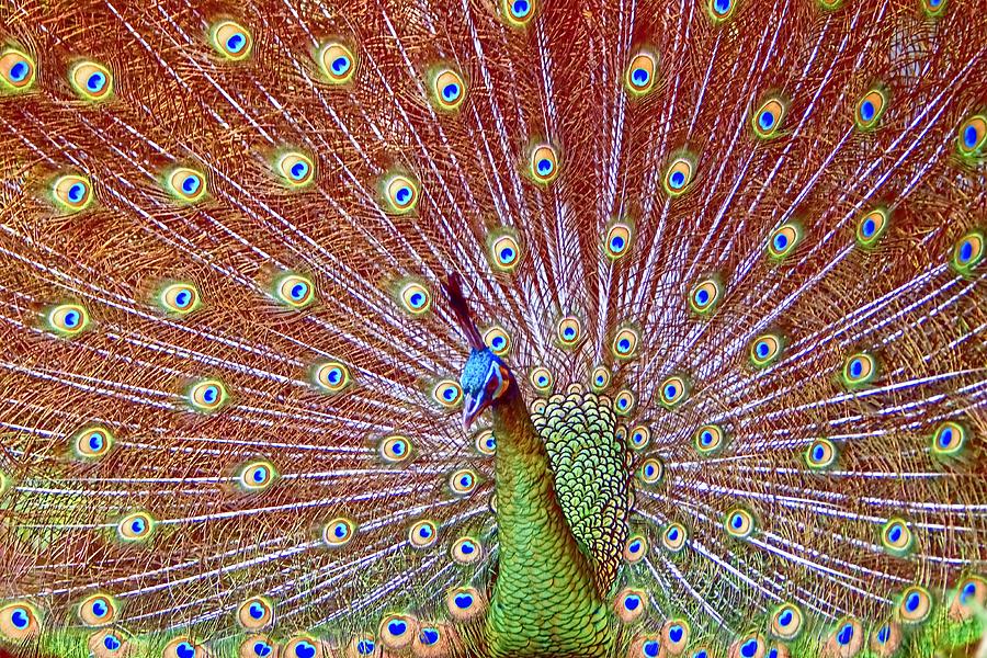Peacock Bloom Photograph by Paul Svensen