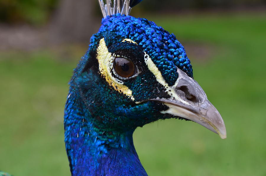 Wildlife Painting - Peacock Blue by AnnaJo Vahle