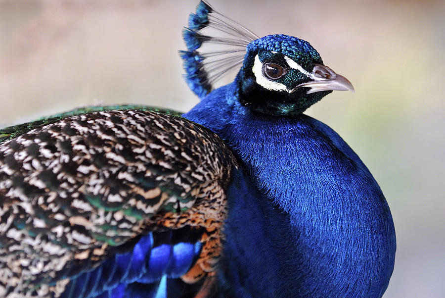 Peacock Blue Photograph