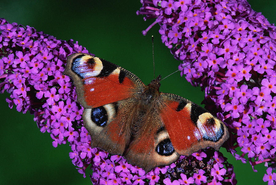 Peacock Butterfly Inachis Io Photograph by Michael & Patricia Fogden