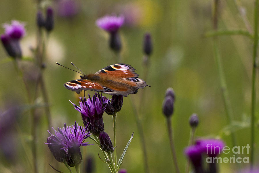 Peacock Butterfly on Knapweed Photograph by Clare Bambers