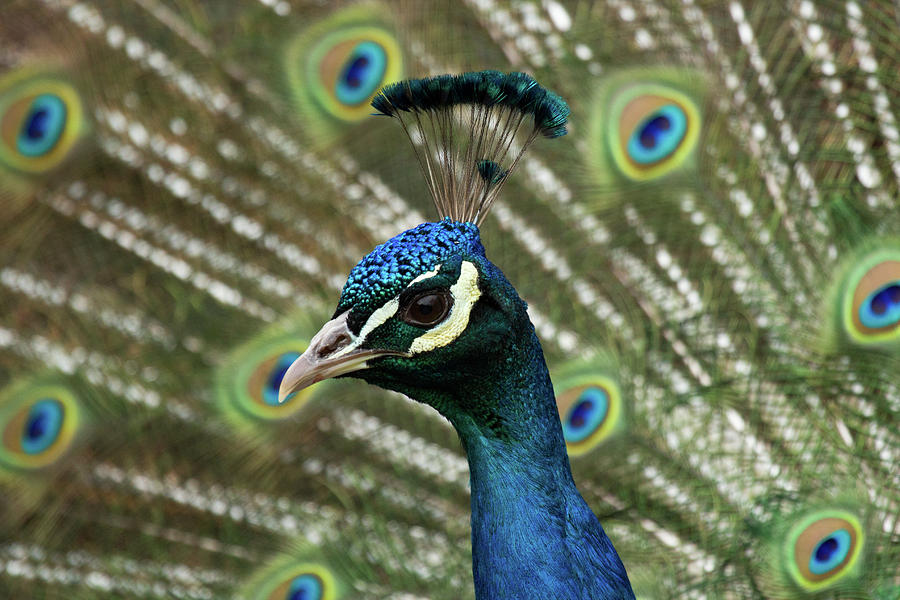 Peacock Photograph by Celine Pollard