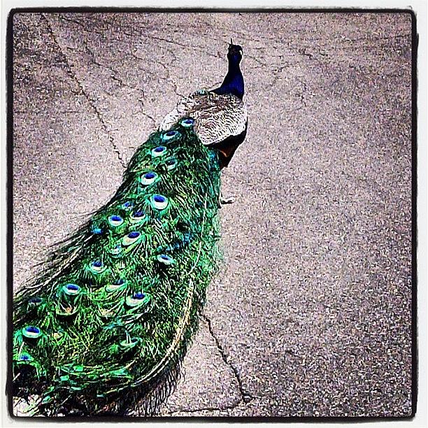 Peacock Photograph - #peacock #colorful #feathers by Kristin Rogers