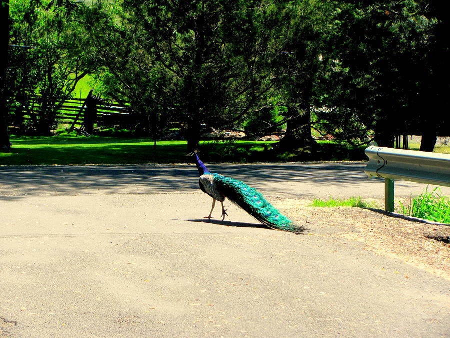 Peacock Crossing Road Photograph By Amy Bradley Fine Art America 