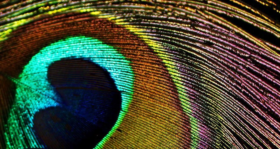 Peacock Photograph by Deon Grandon Peacock Photograph by Deon Grandon