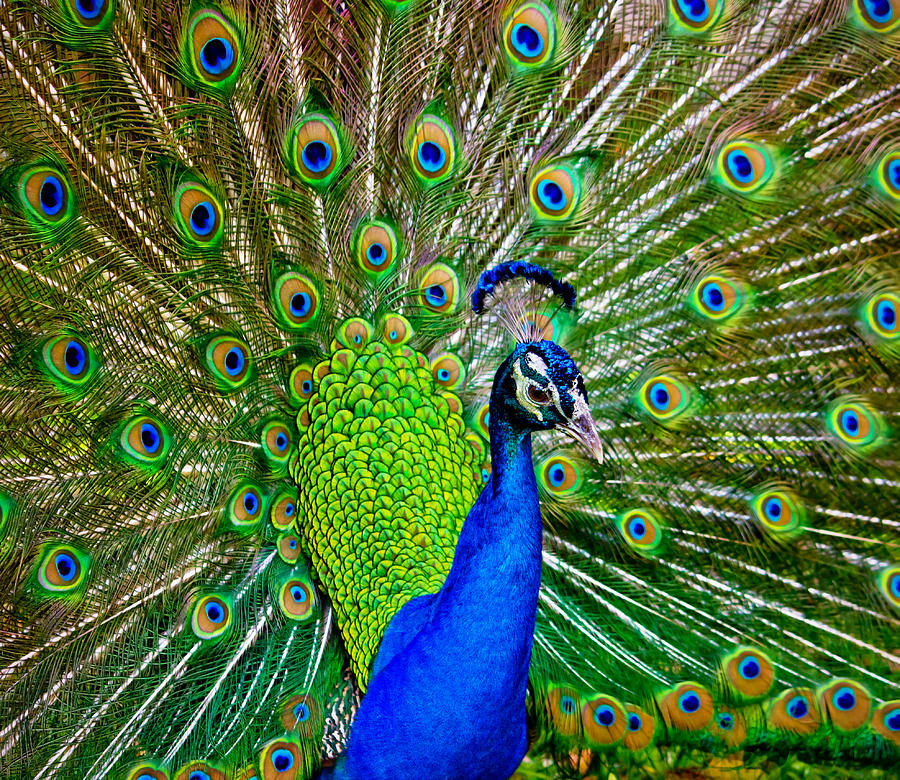 Peacock Display Photograph by Mark Andrew Thomas