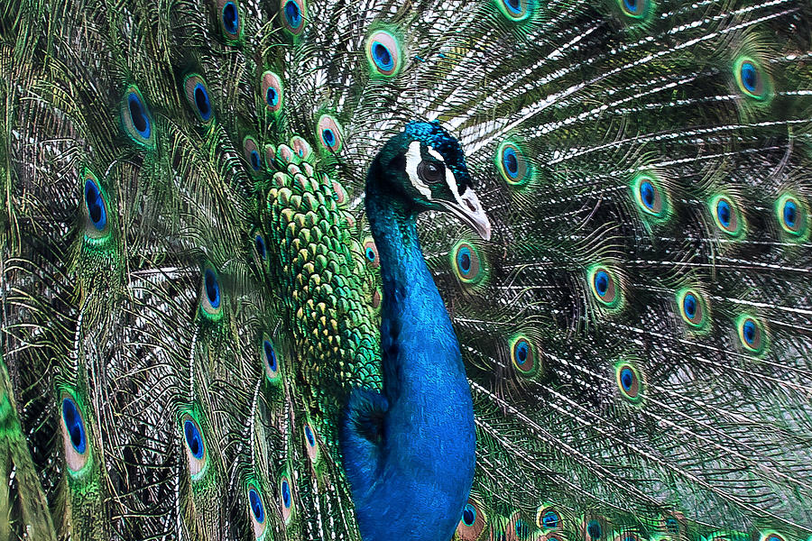 Peacock Photograph - Peacock by Doug Mcrae