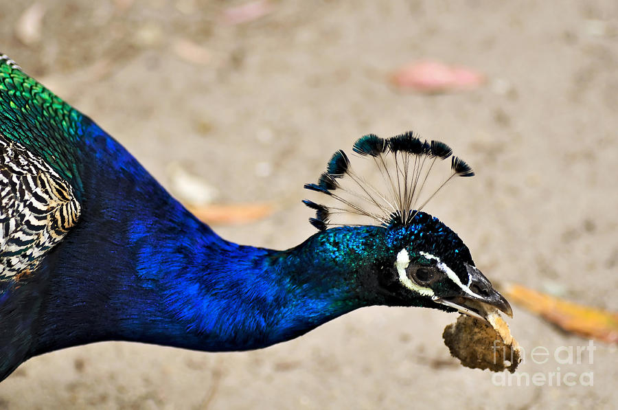 Peacock Eating Photograph by Kaye Menner