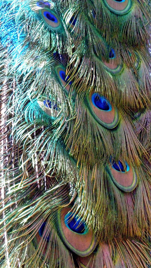 Peacock Eyes Photograph by Kim Galluzzo