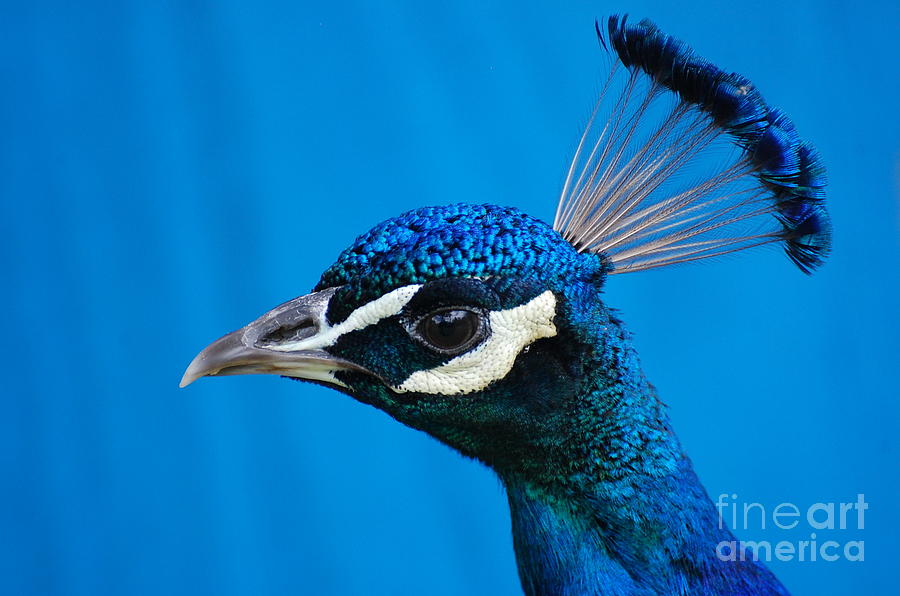 Peacock Face Photograph by Patty Vicknair