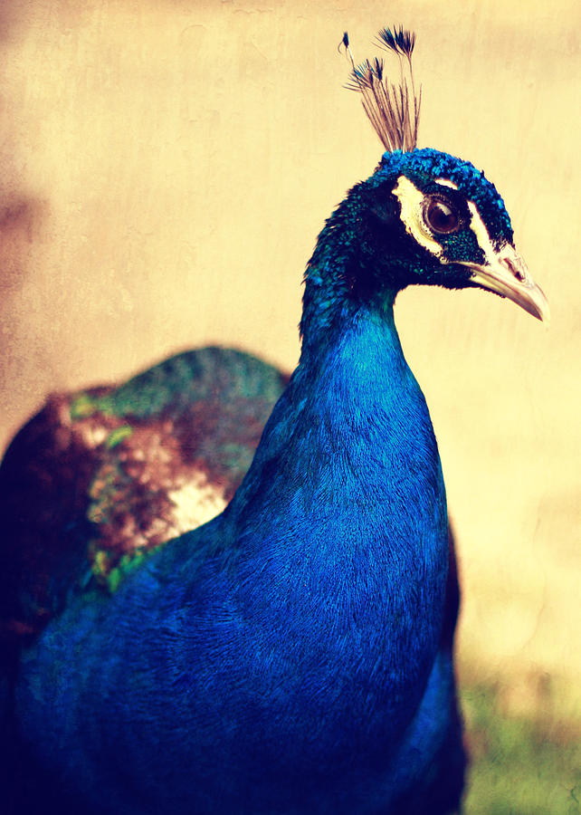 Peacock Photograph by Falko Follert
