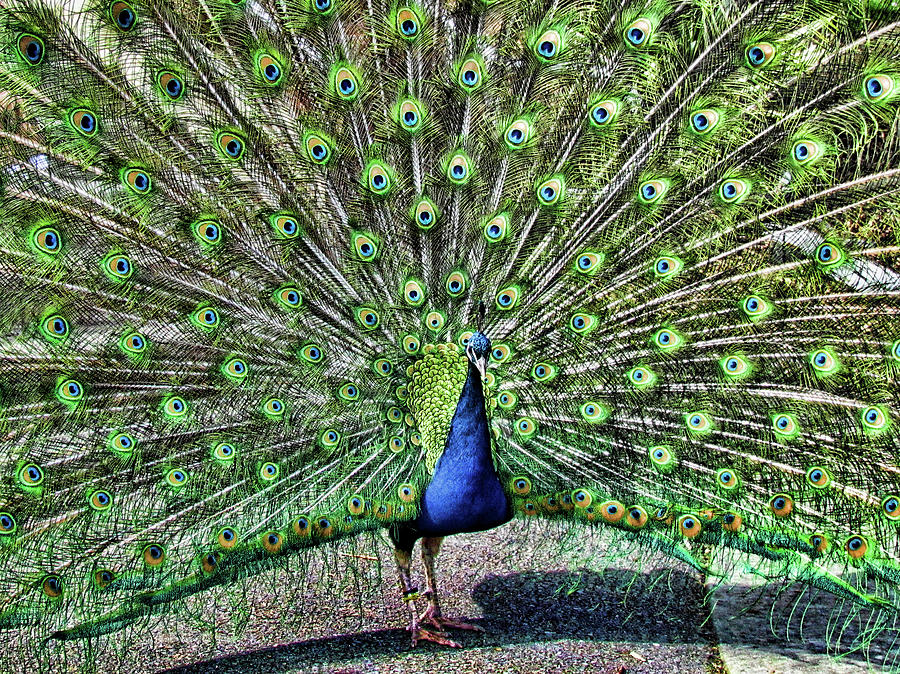 Peacock Fan Photograph by Helaine Cummins
