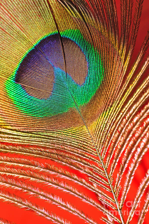 Peacock Feather 2 Photograph by Kaye Menner - Fine Art America