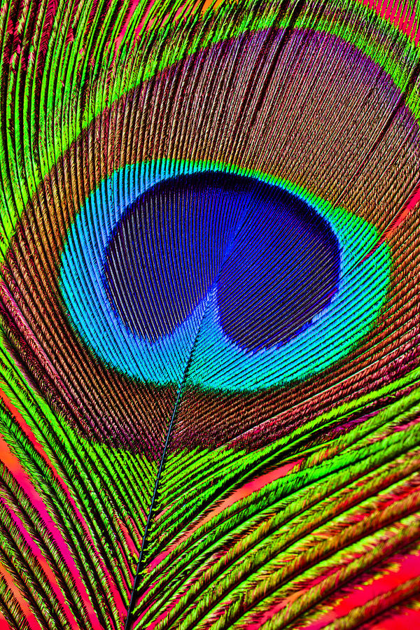 Feather Photograph - Peacock Feather Close Up by Garry Gay
