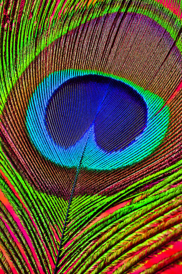 Peacock Feather Close Up Photograph By Garry Gay Pixels   Peacock Feather Close Up Garry Gay 