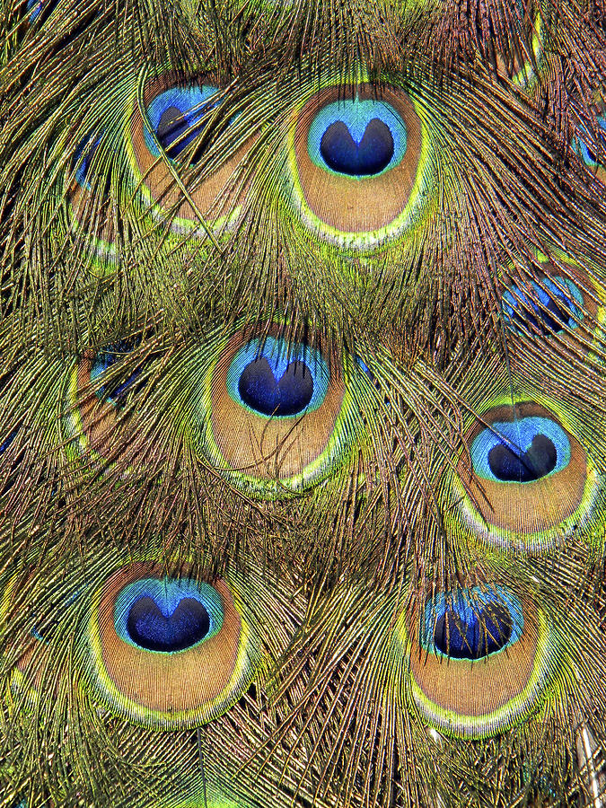 Peacock Feather Eyes Photograph by Frank Wilson