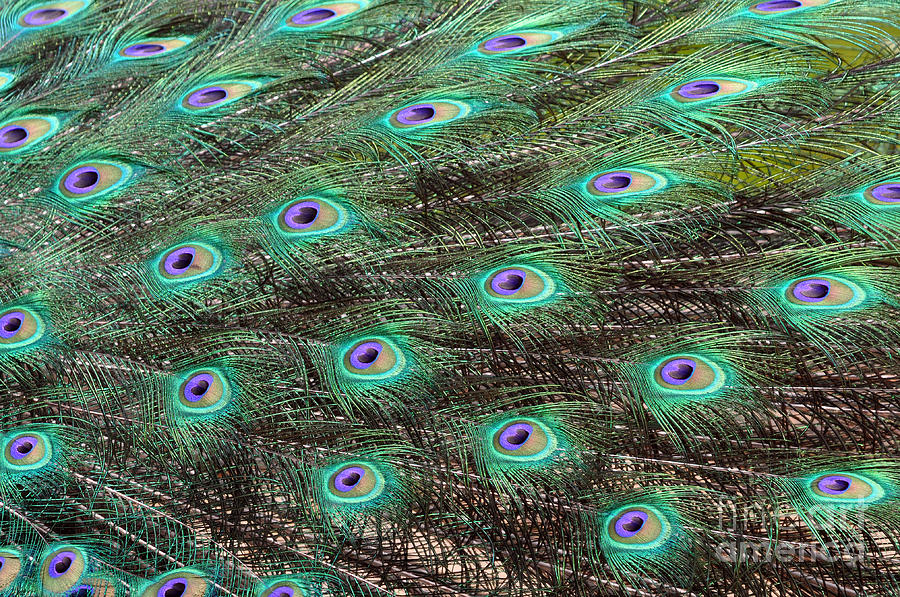 Bird Photograph - Peacock Feather Fan by Laura Mountainspring
