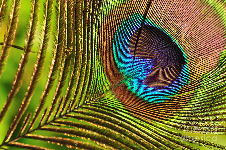 Peacock Feather Photograph by Kaye Menner
