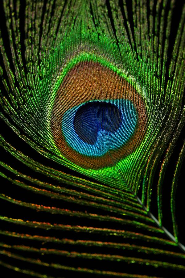 Peacock Feather Photograph By Maxim Sivyi - Fine Art America