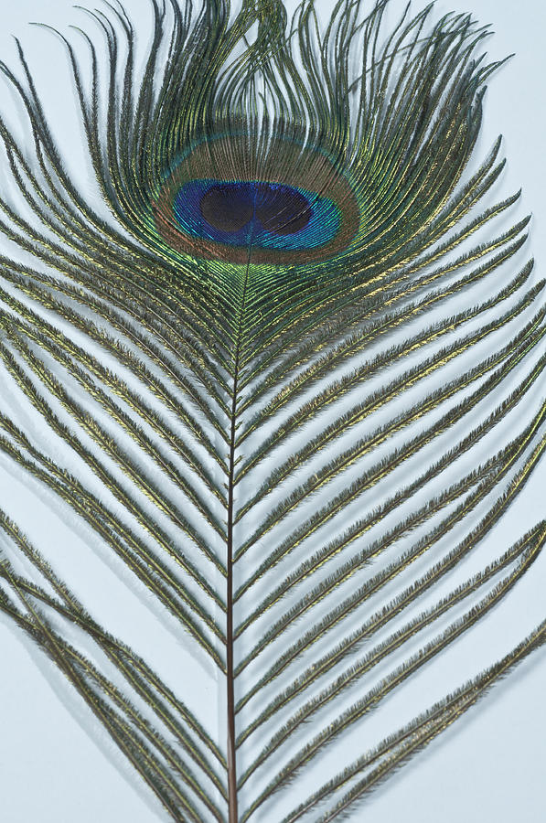Peacock Feather Photograph