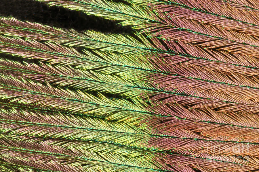 Peacock Feather Photograph by Ted Kinsman
