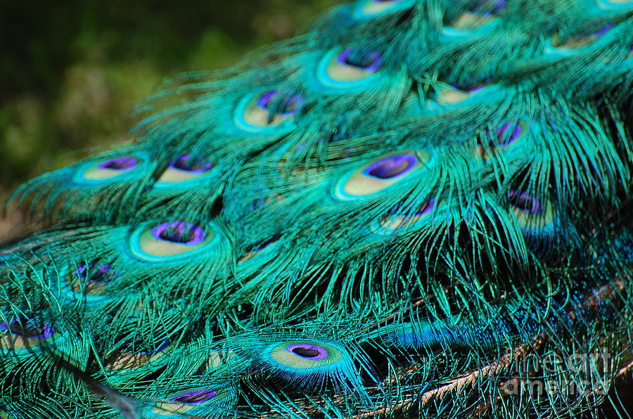 Peacock Feathers 4 Photograph by Patty Vicknair