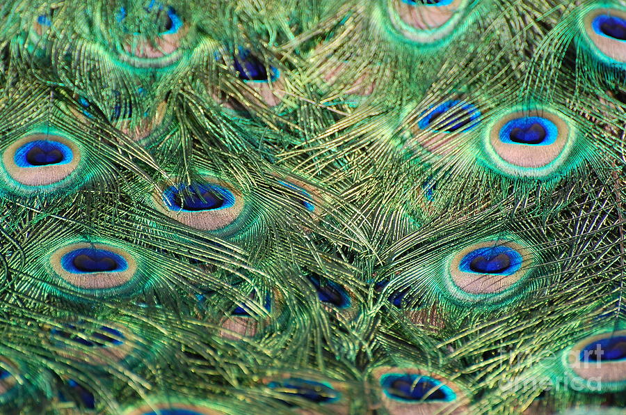 Peacock Feathers 5 Photograph by Patty Vicknair
