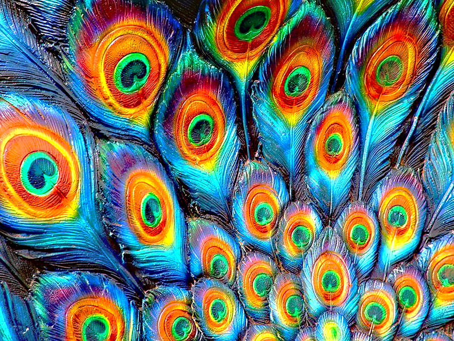 Peacock Feathers Photograph by Helen Stapleton