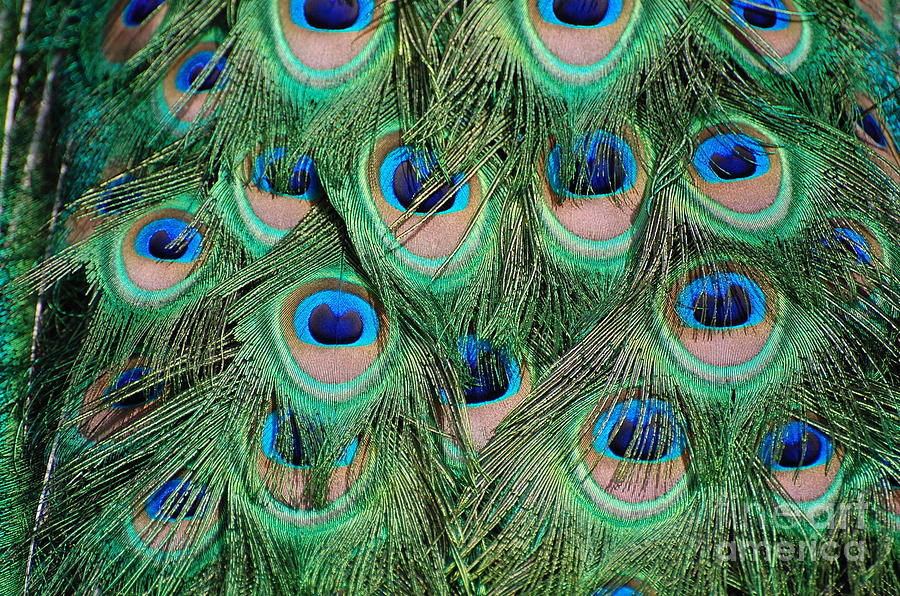 Peacock Feathers Photograph by Patty Vicknair