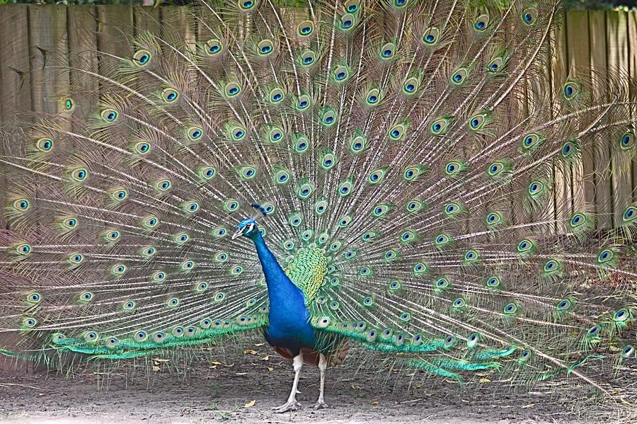 Peacock Finery on Display Photograph by Jeanne Juhos