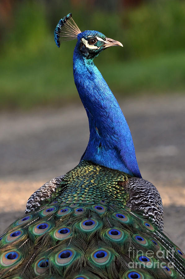 Peacock from a Different Angle Photograph by Laura Mountainspring